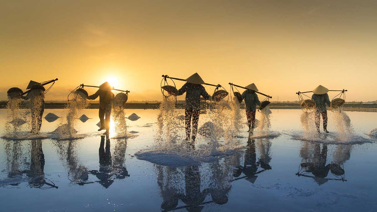 Vietnam farmers harvesting coffee